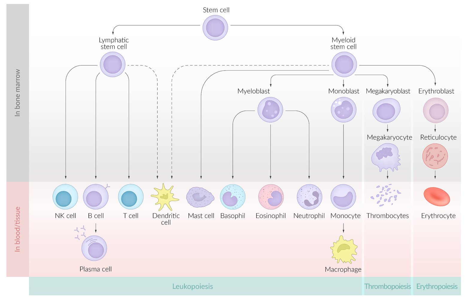 Hematopoiesis