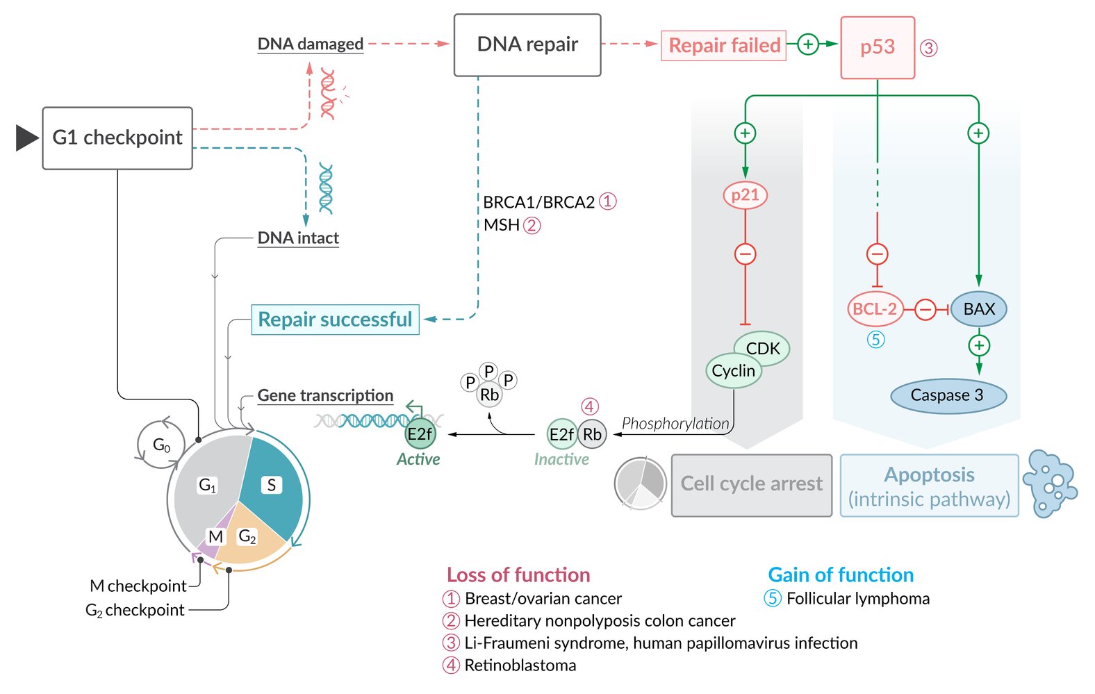 Cell cycle regulation