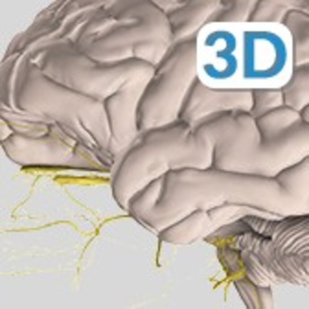 Cranial nerves: interactive 3D Model