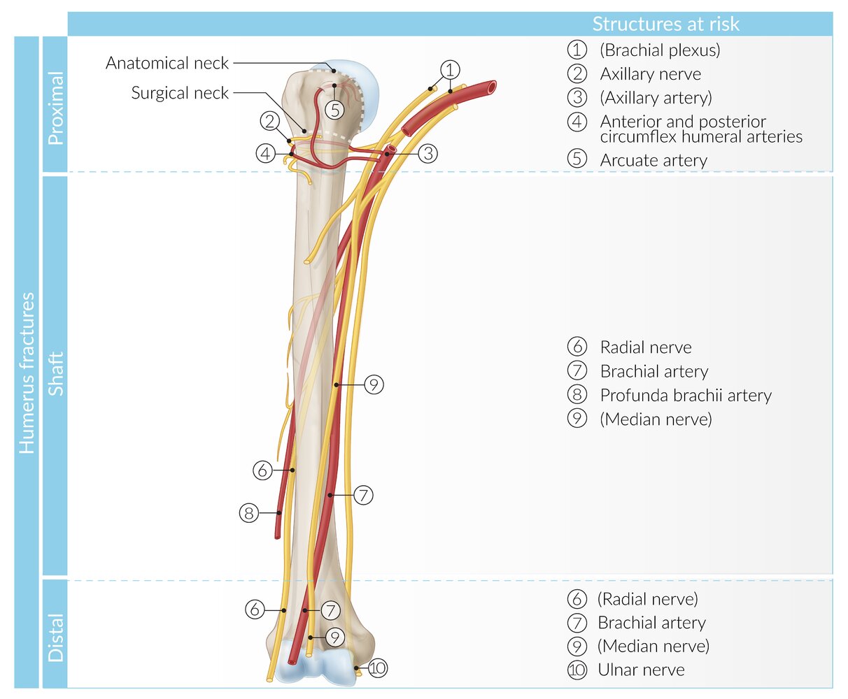Anatomical structures at risk in humerus fractures