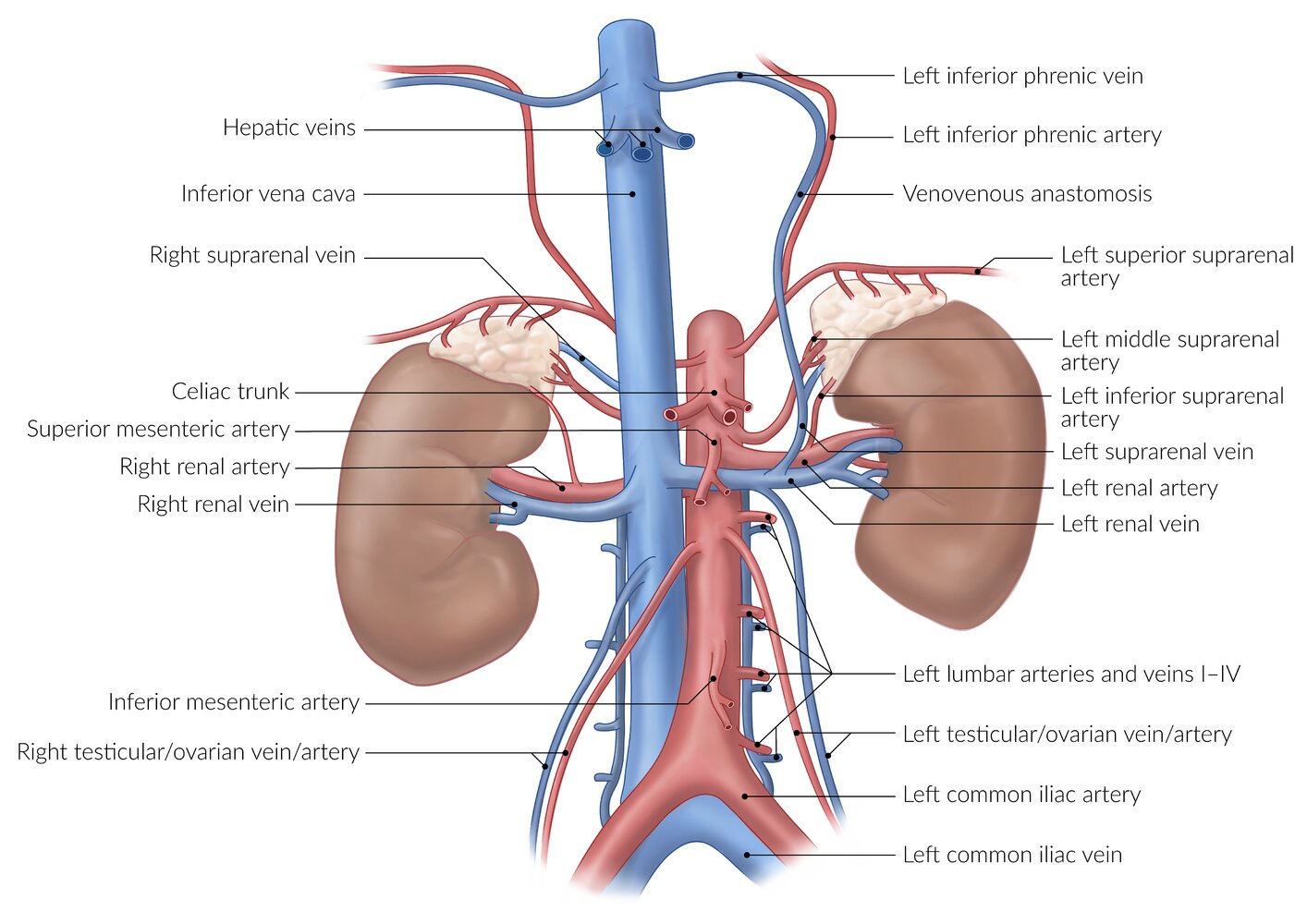 Abdominal aorta and inferior vena cava