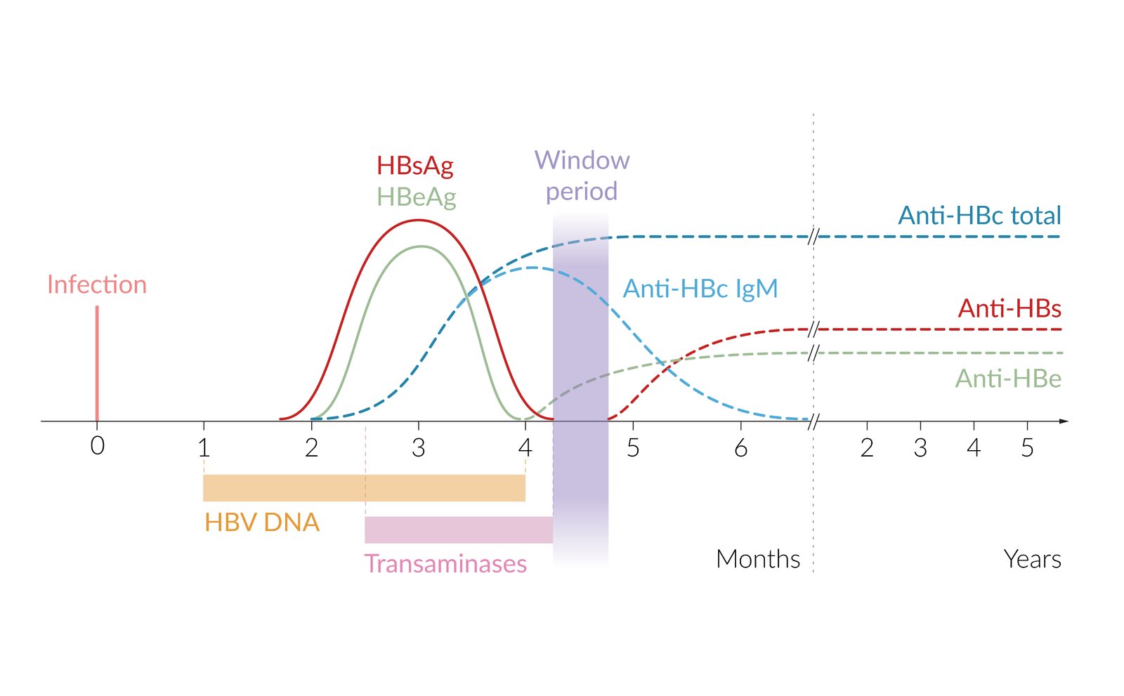 Serology time course of acute and resolved hepatitis B infection