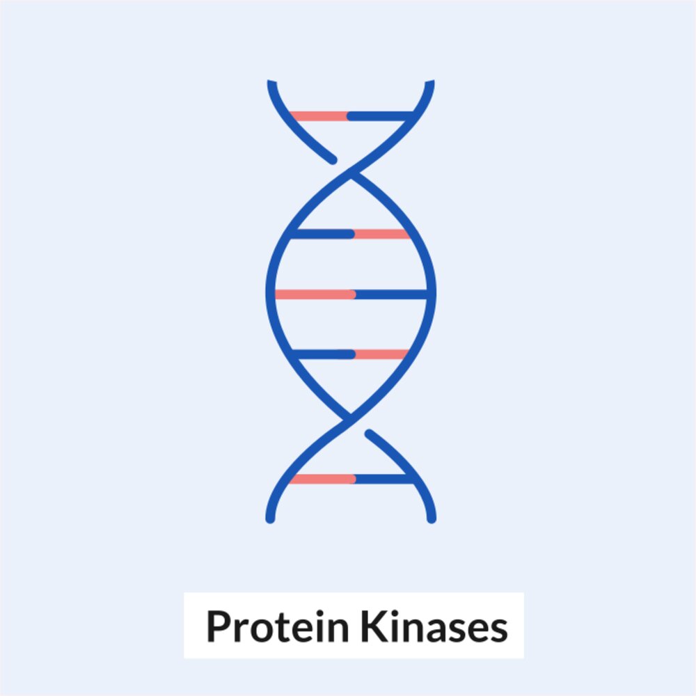 Protein Kinases: Cell Signaling and Phosphorylation