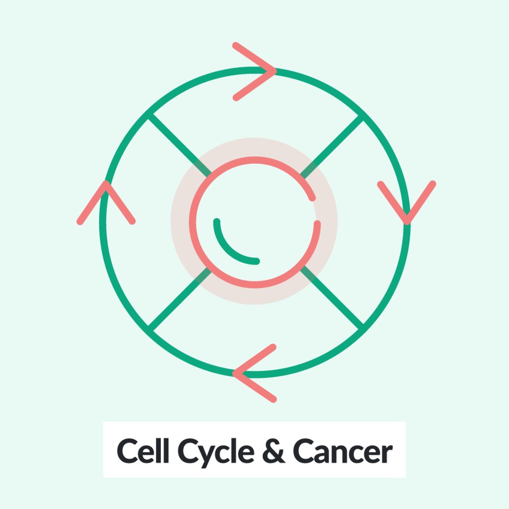 Cell Cycle and Cancer: Phases, Hallmarks, and Development