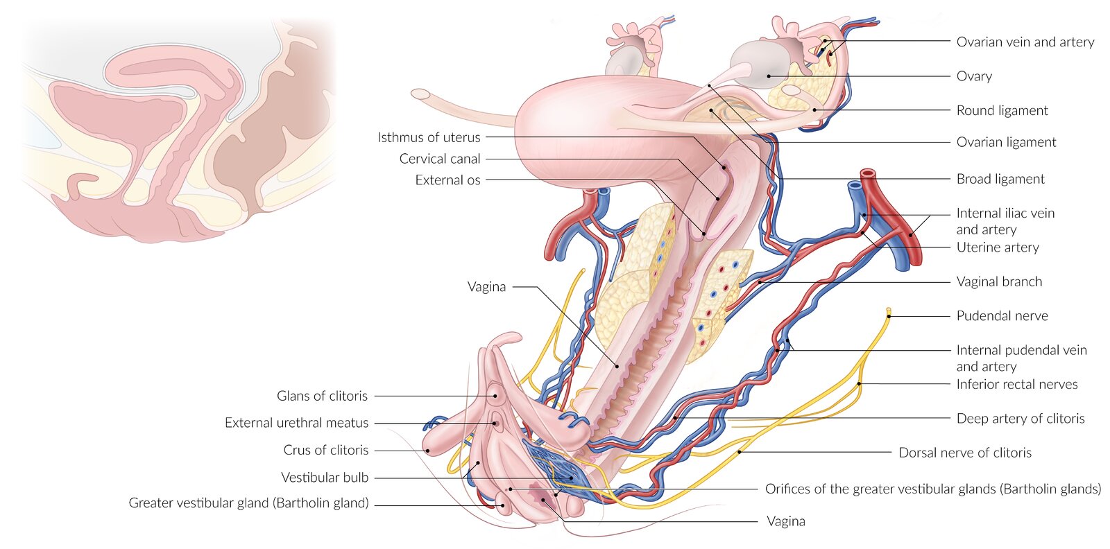 Female reproductive organs and their neurovascular supply