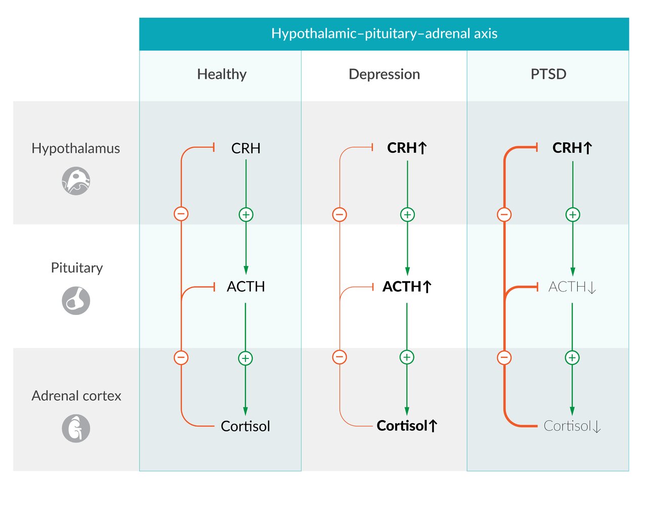 Dysregulation of the hypothalamic-pituitary-adrenal axis in PTSD and depression