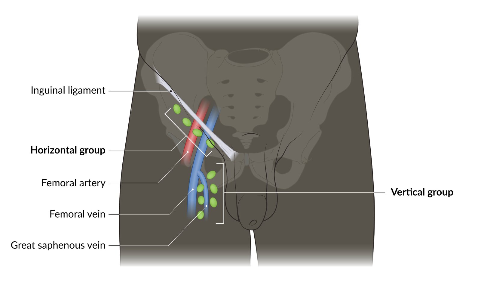 Superficial inguinal lymph nodes