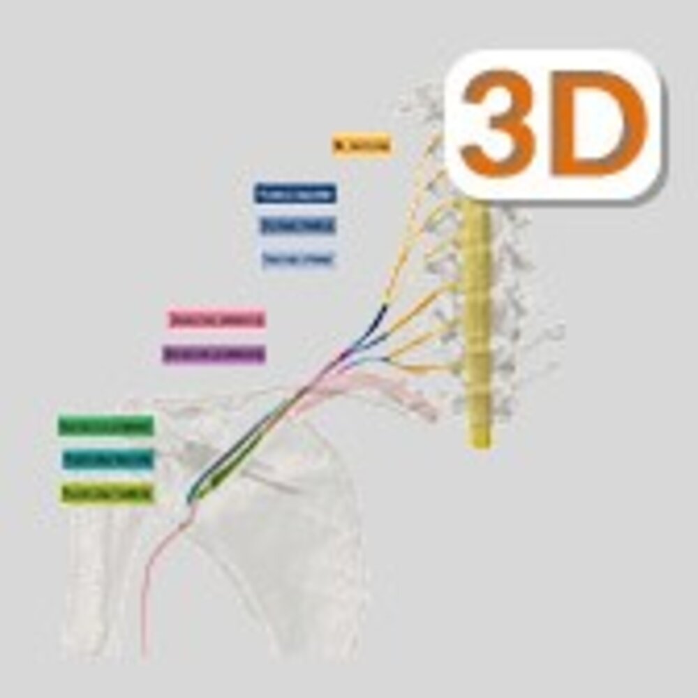 Brachial plexus: interactive 3D Tour