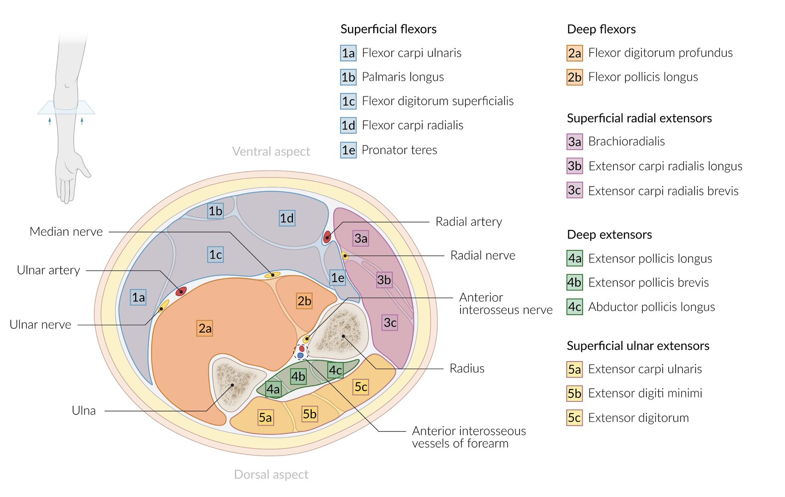 Muscle compartments of the forearm