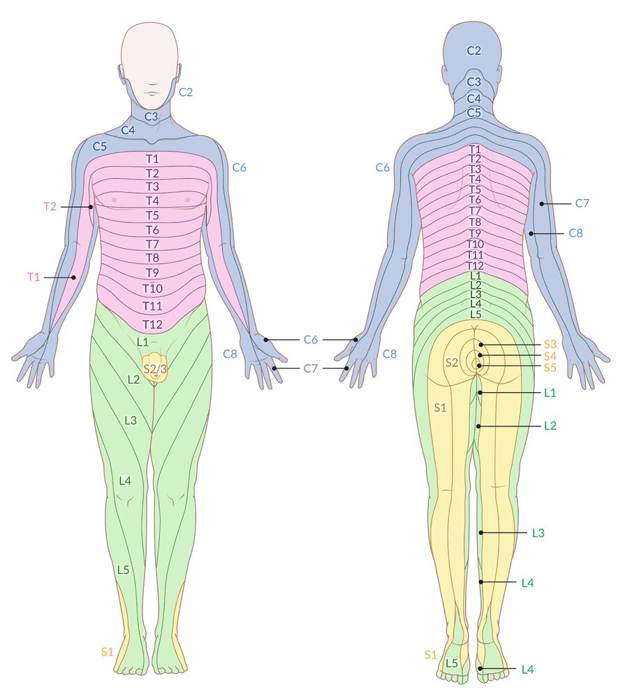 Dermatome map
