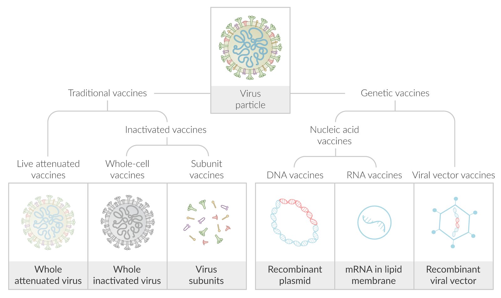 Vaccine types