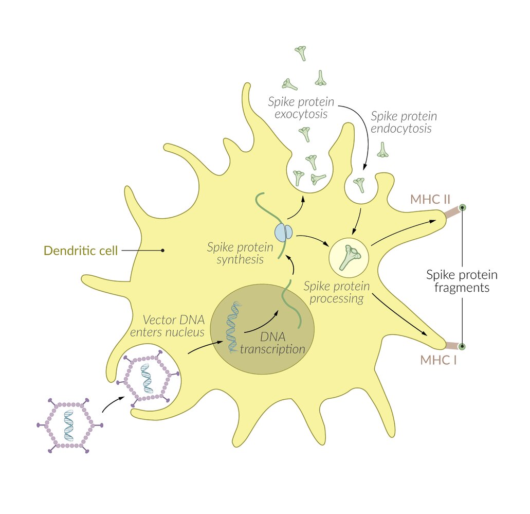 Mechanism of action of viral vector-based COVID-19 vaccines