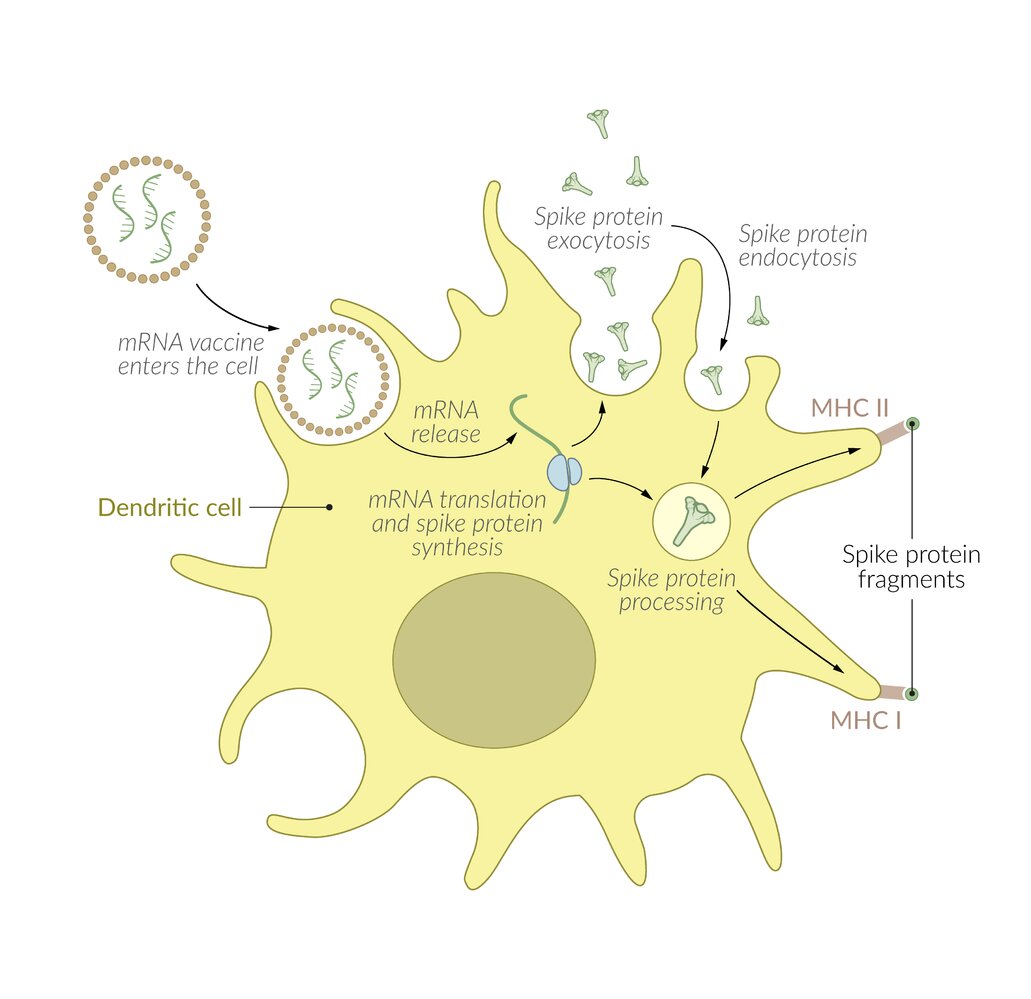 Mechanism of action of mRNA-based COVID-19 vaccines