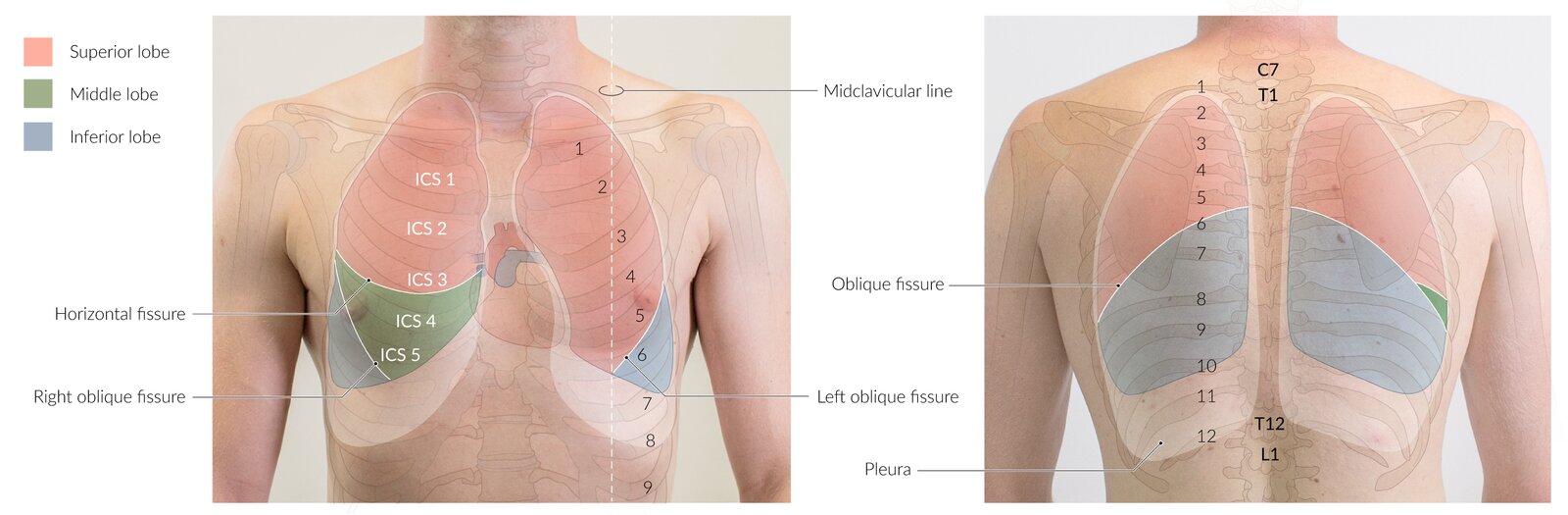 Surface anatomy of the lungs