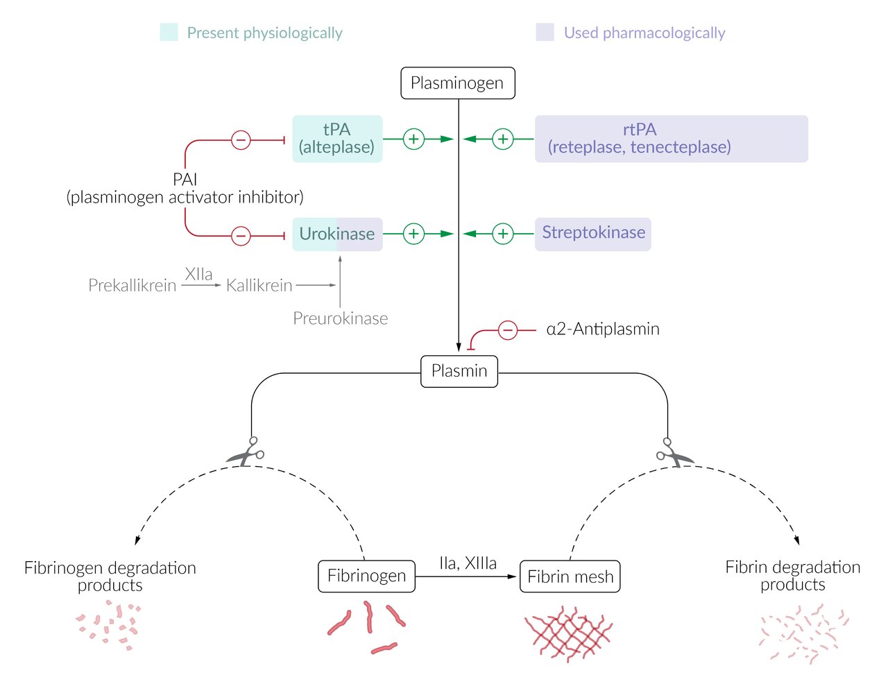 Mechanism of action: thrombolytic drugs
