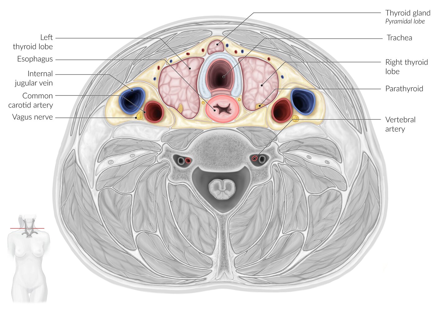 Thyroid gland surrounding structures