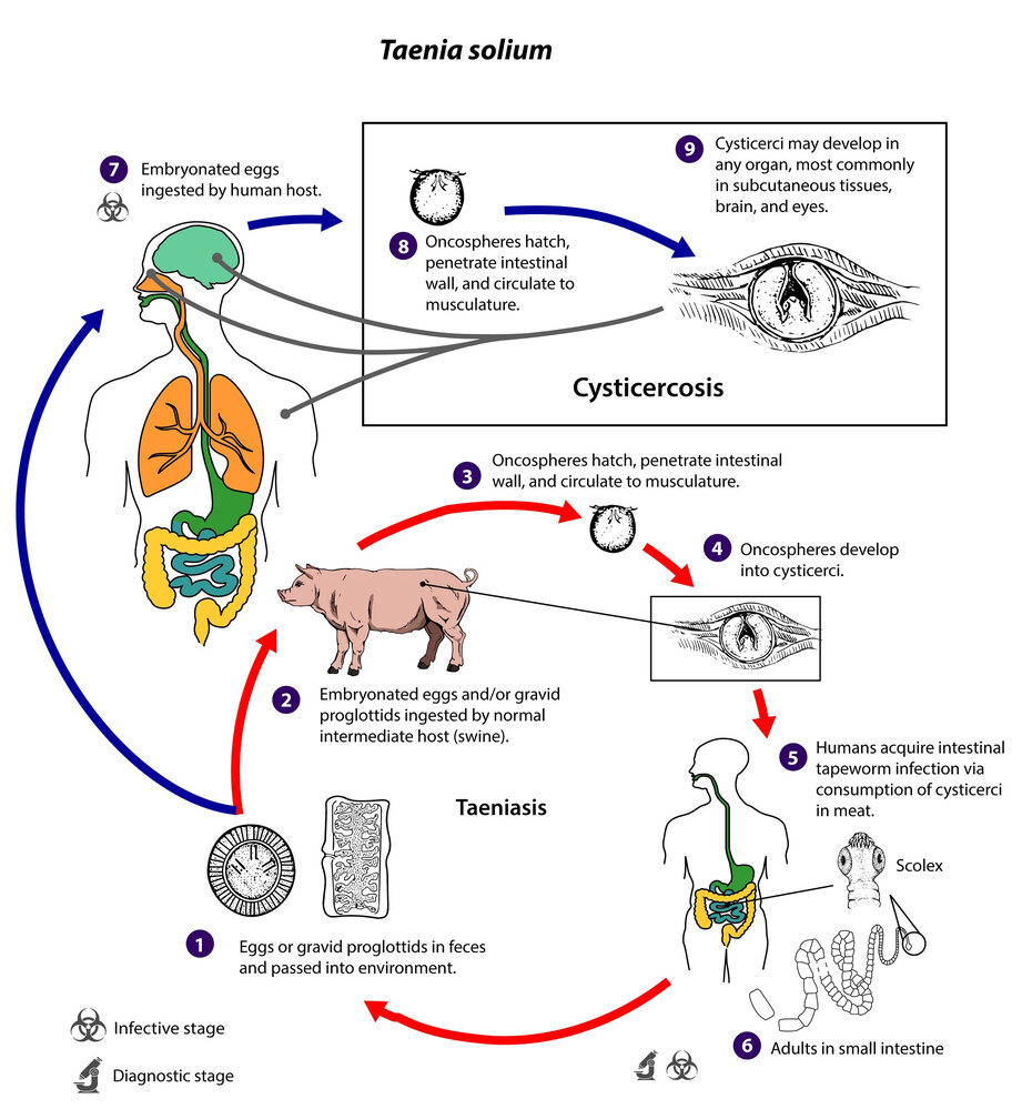 Taenia solium: Life cycle