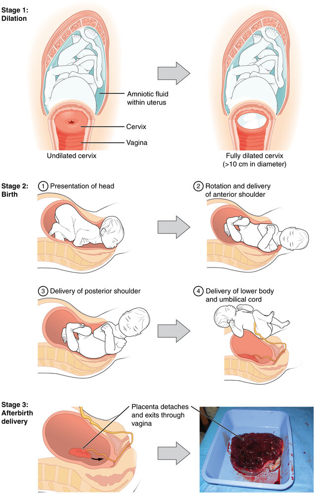 Stages of labor