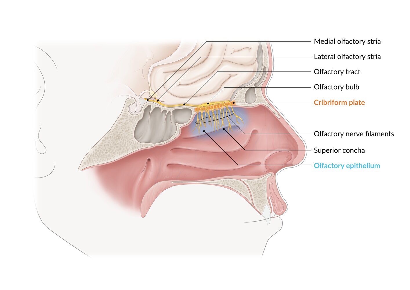 Olfactory pathway