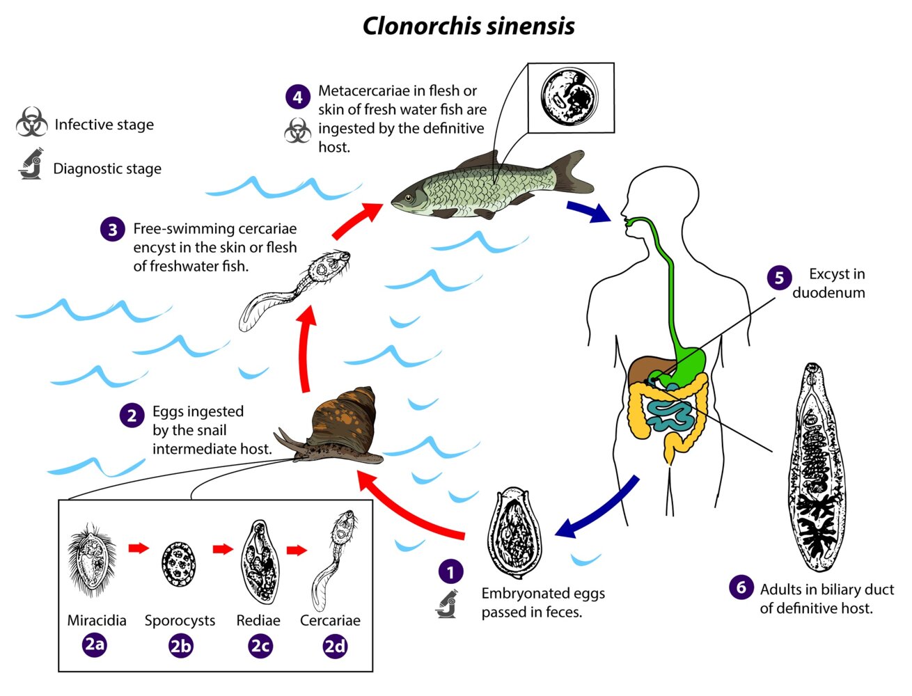 Life cycle of Clonorchis sinensis (Chinese liver fluke)