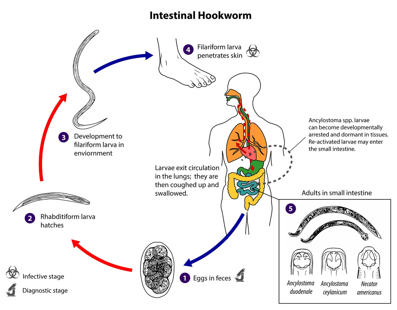 Life cycle of intestinal hookworms