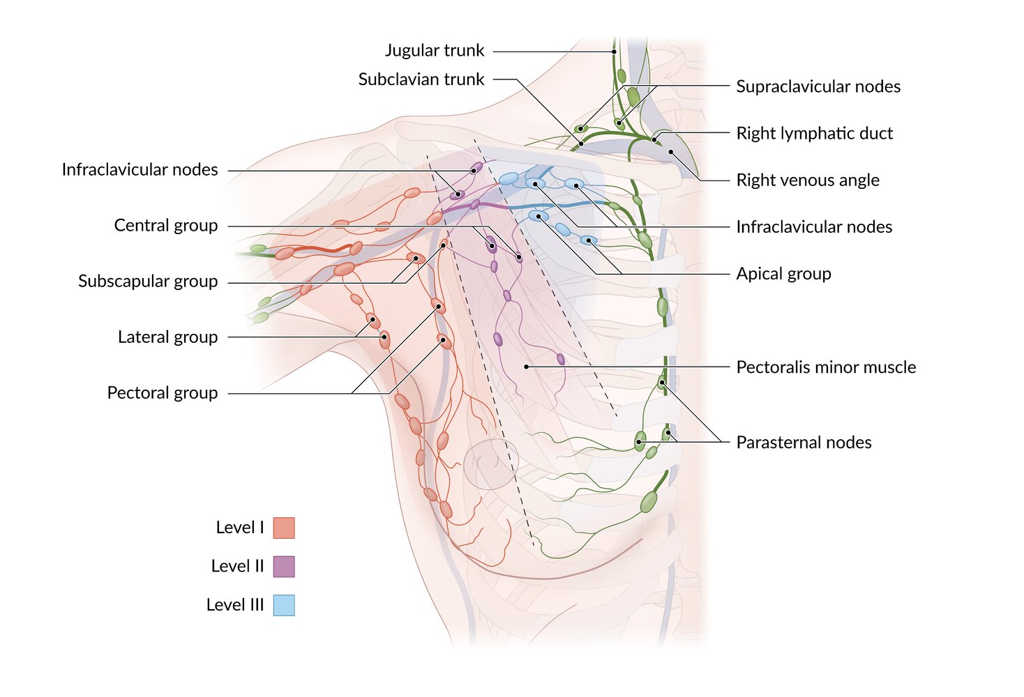 Lymph nodes of the breast