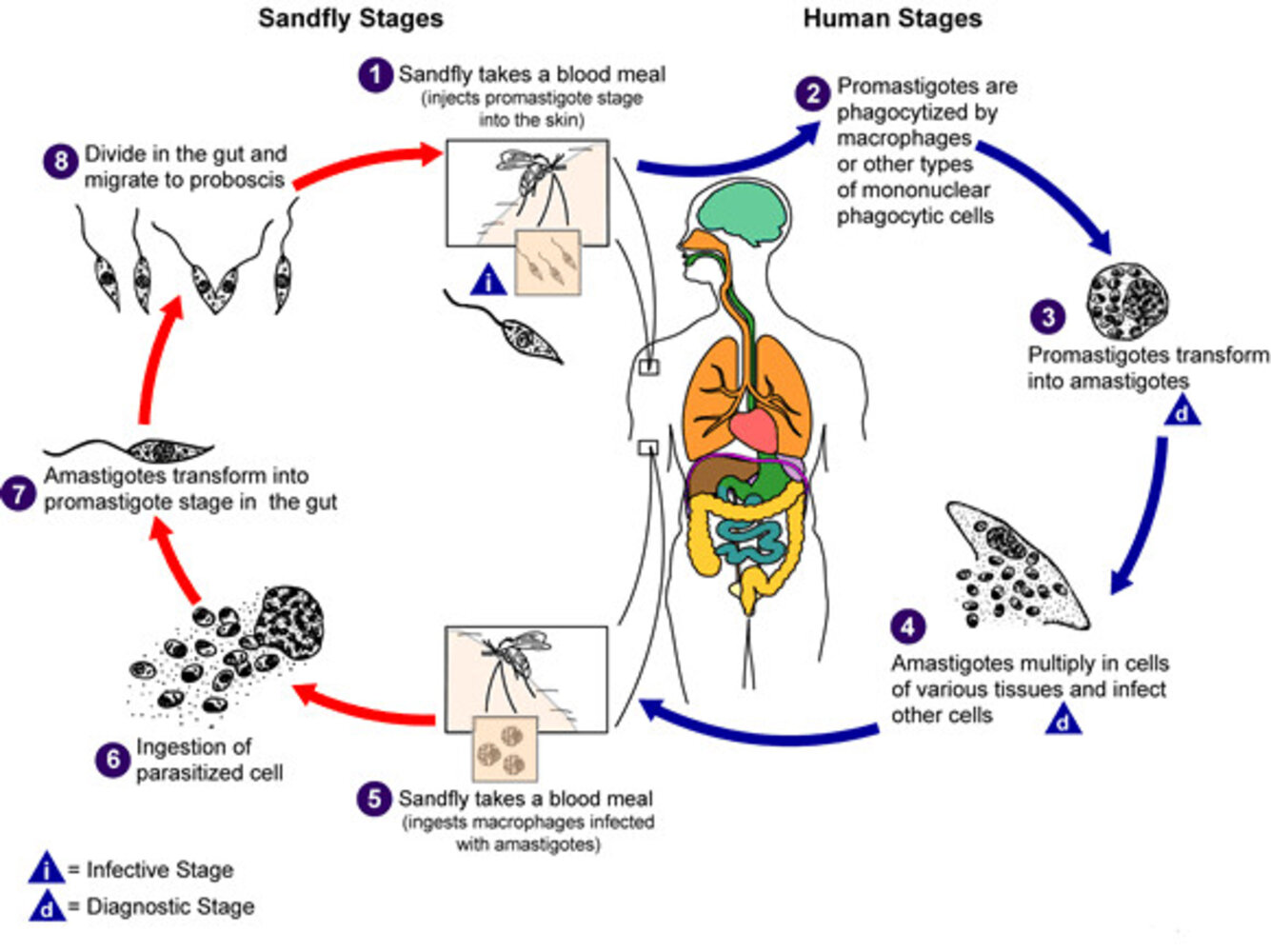 Life cycle of Leishmania spp.