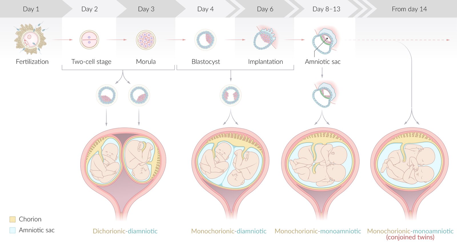 The development of monozygotic twins