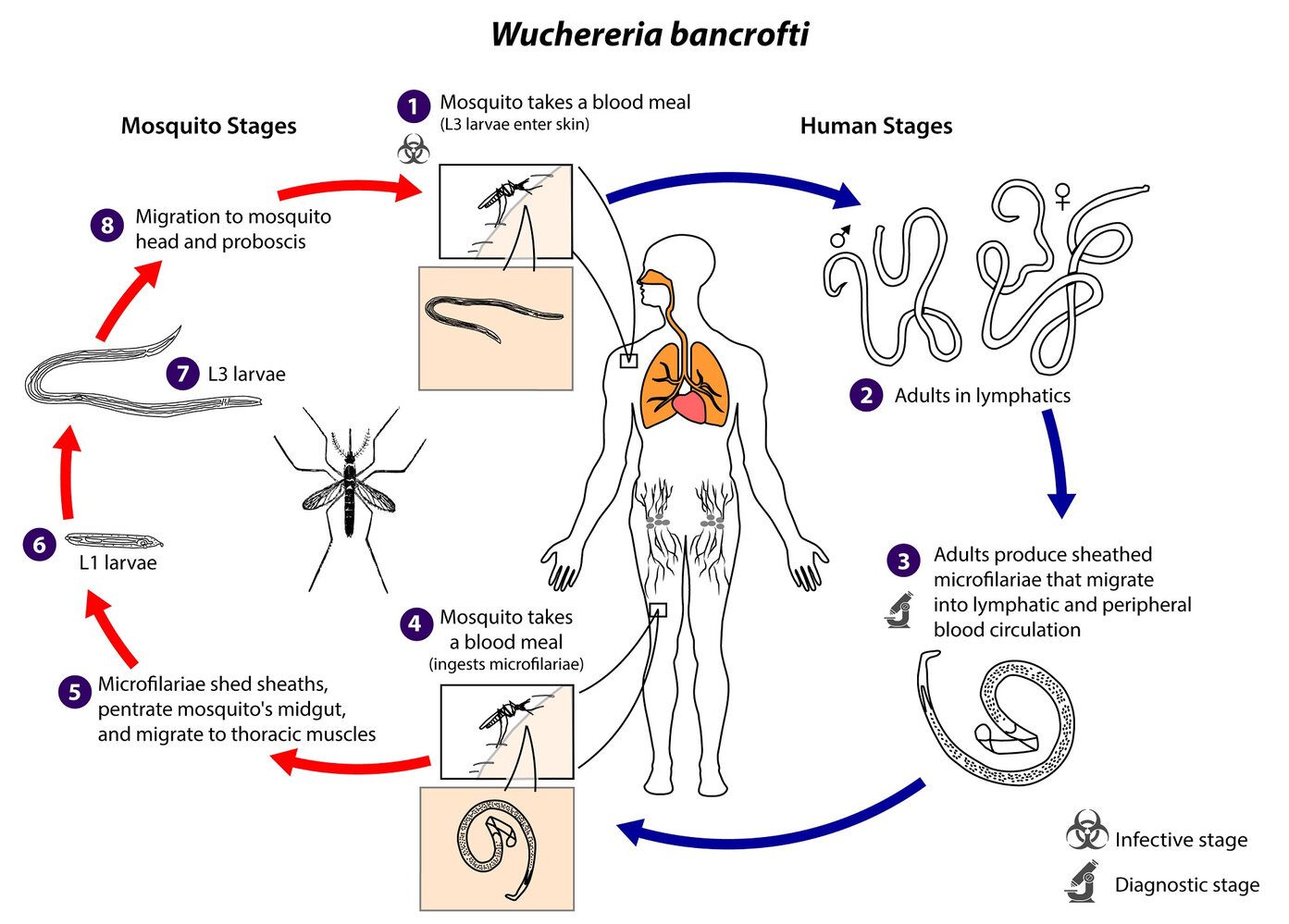 Life cycle of Wuchereria bancrofti
