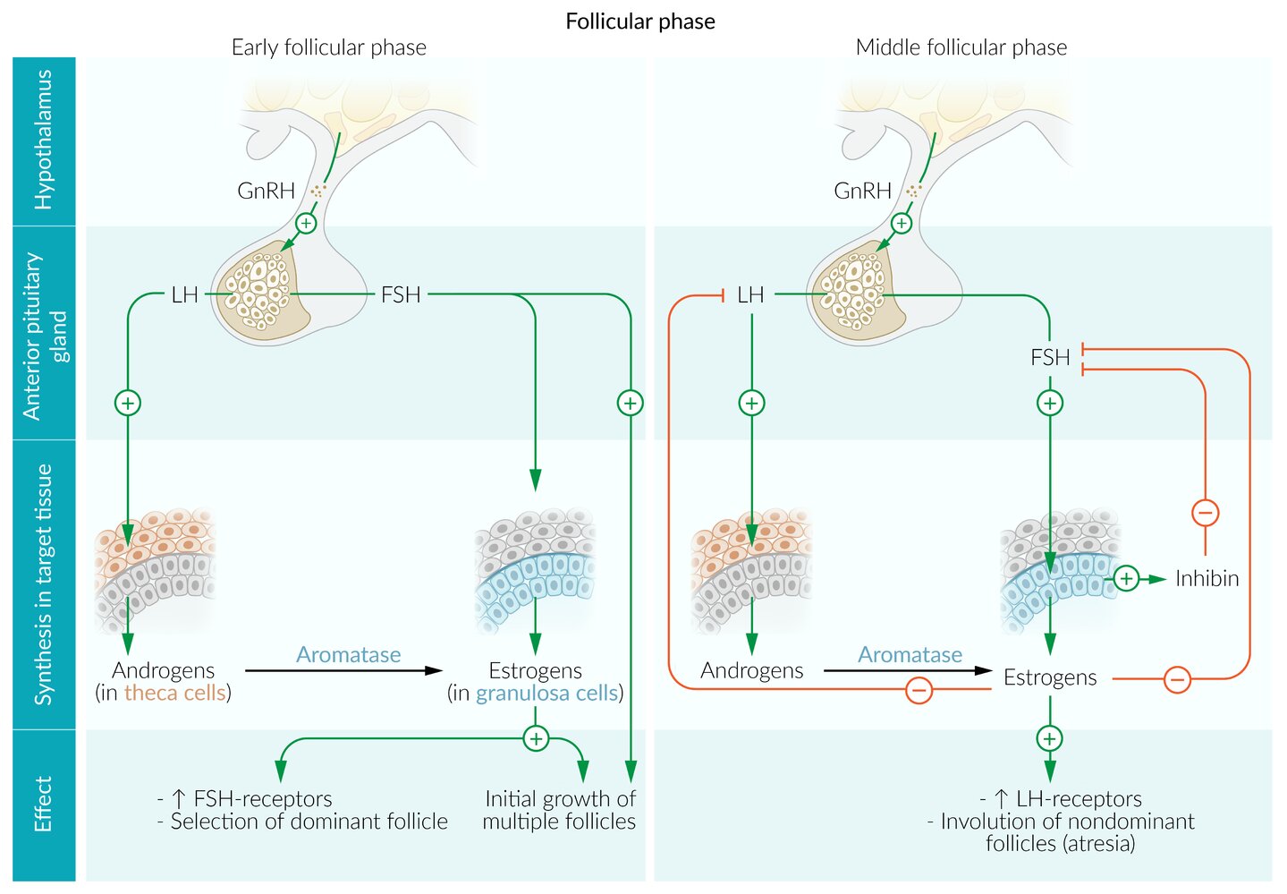 Female hypothalamic-pituitary-gonadal axis (1/2)