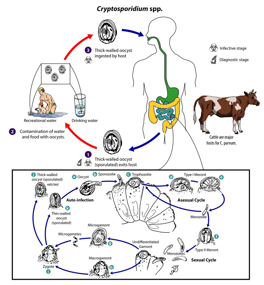 Life cycle of Cryptosporidium spp.