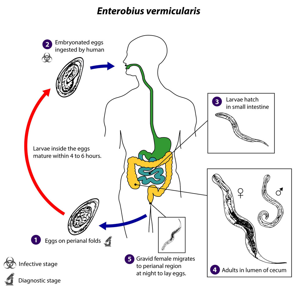 Life cycle of Enterobius vermicularis (pinworm)