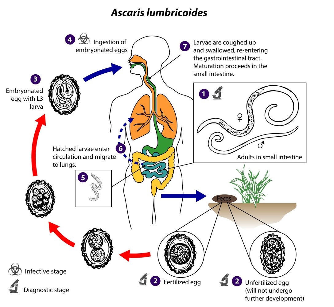Life cycle of Ascaris lumbricoides (roundworm)