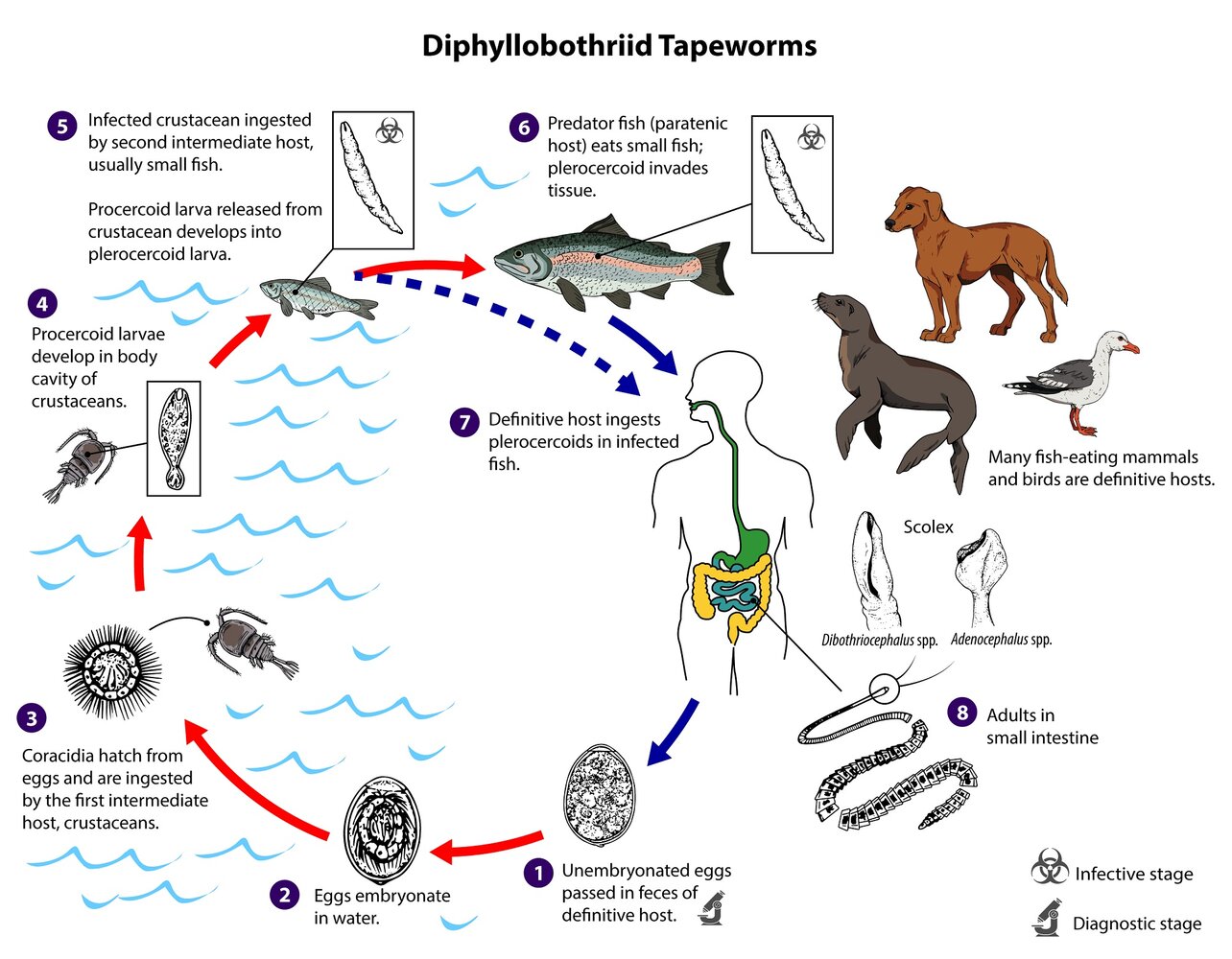 Life cycle of Diphyllobothrium latum