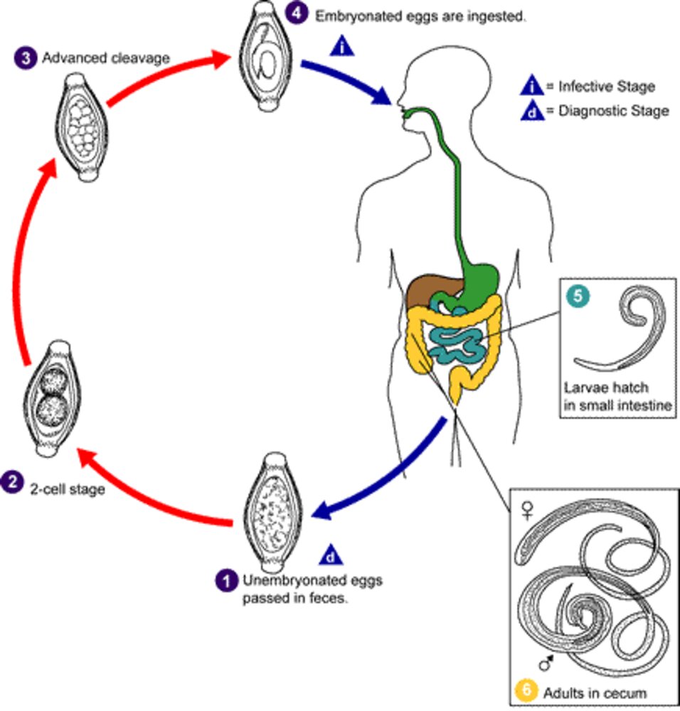 Life cycle of Trichuris trichiura (whipworm)