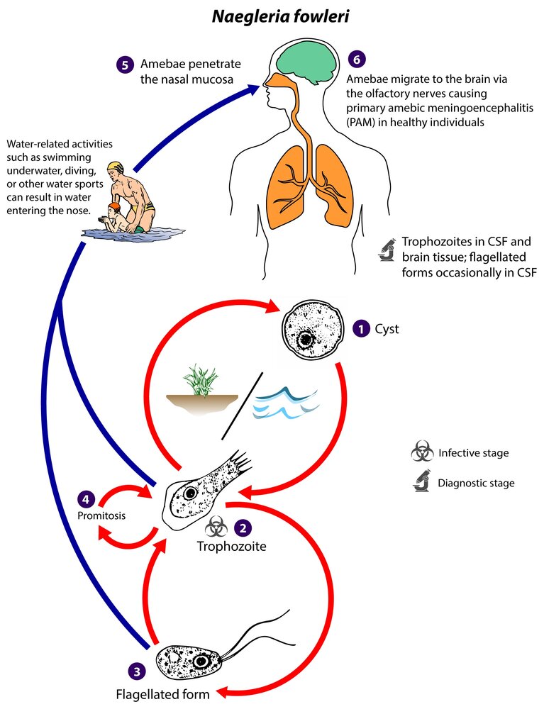 Life cycle of Naegleria fowleri