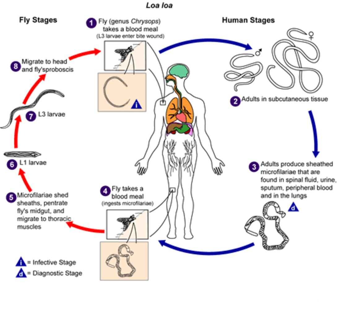 Life cycle of Loa loa