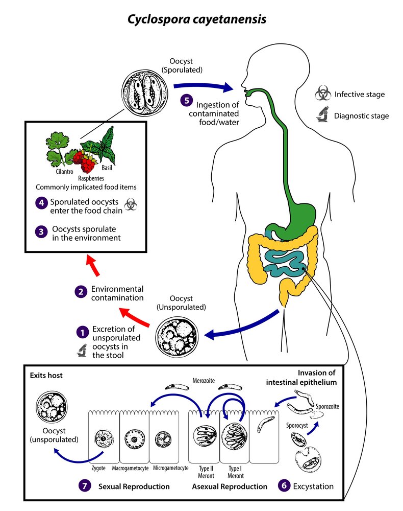 Life cycle of Cyclospora cayetanensis