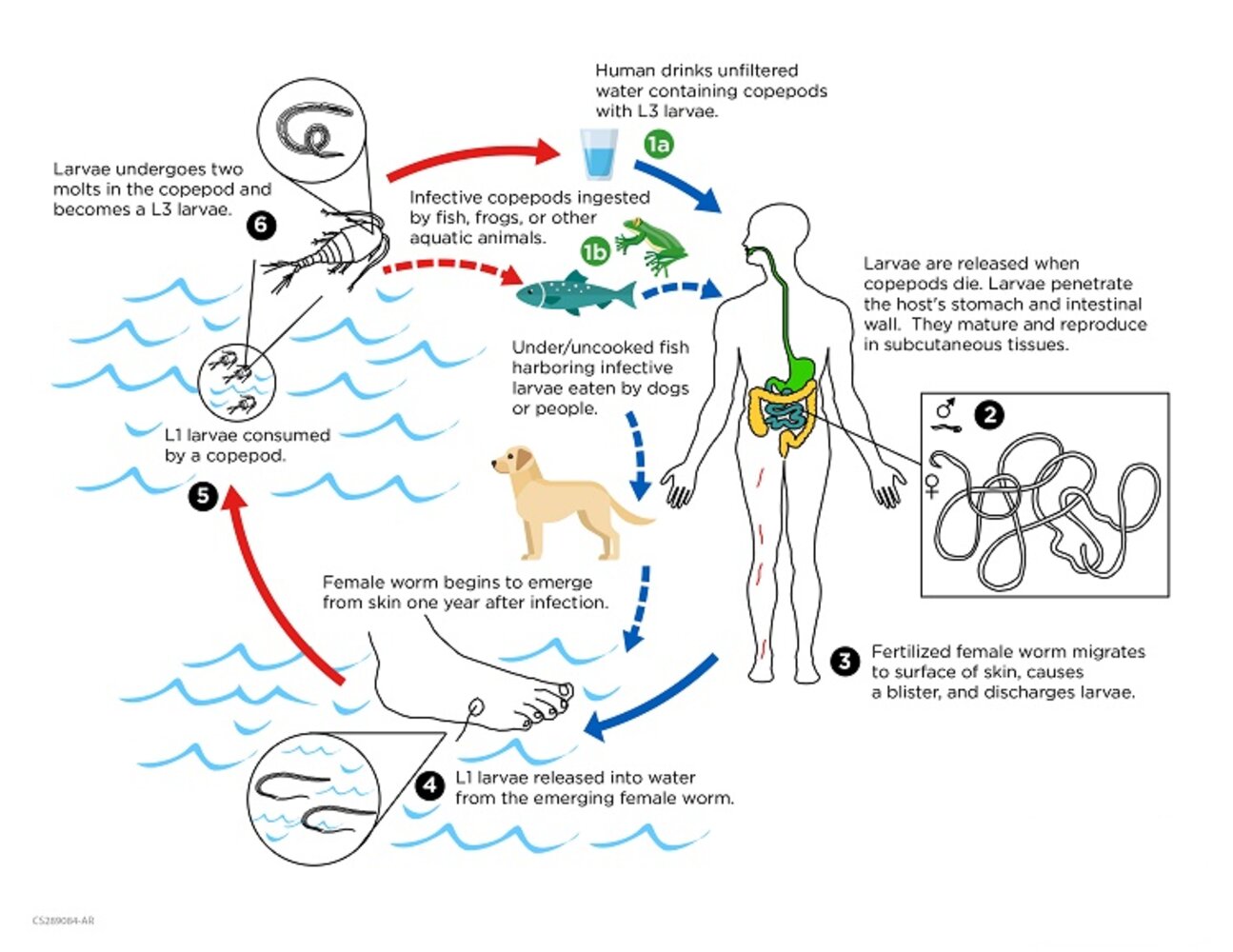 Life cycle of Dracunculus medinensis (Guinea worm)