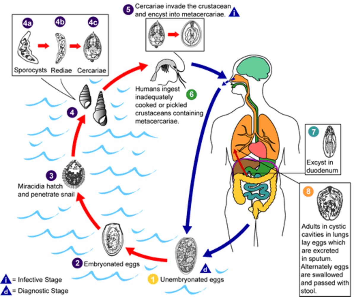 Life cycle of Paragonimus westermani (lung fluke)