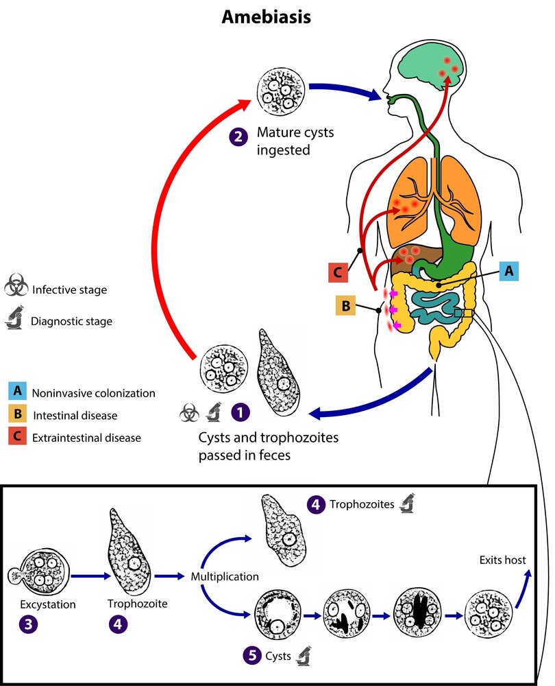 Life cycle of Entamoeba histolytica
