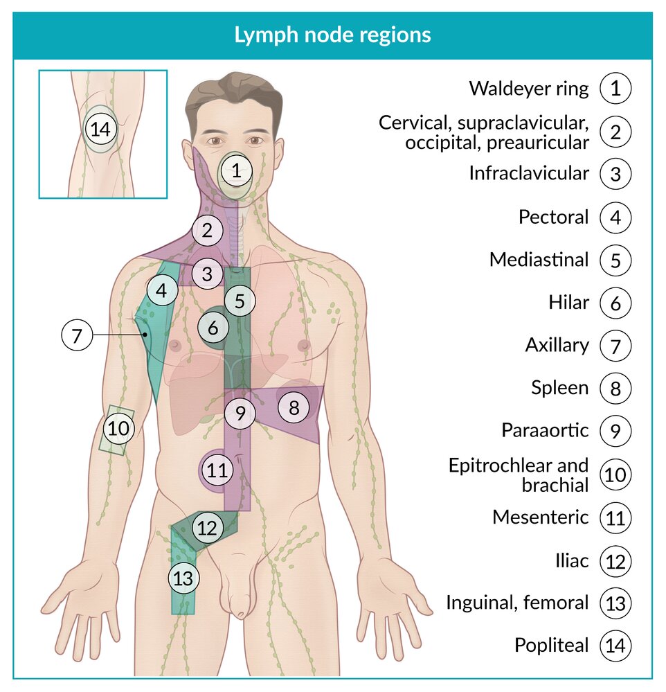 Lymph node regions in Lugano Hodgkin lymphoma staging system