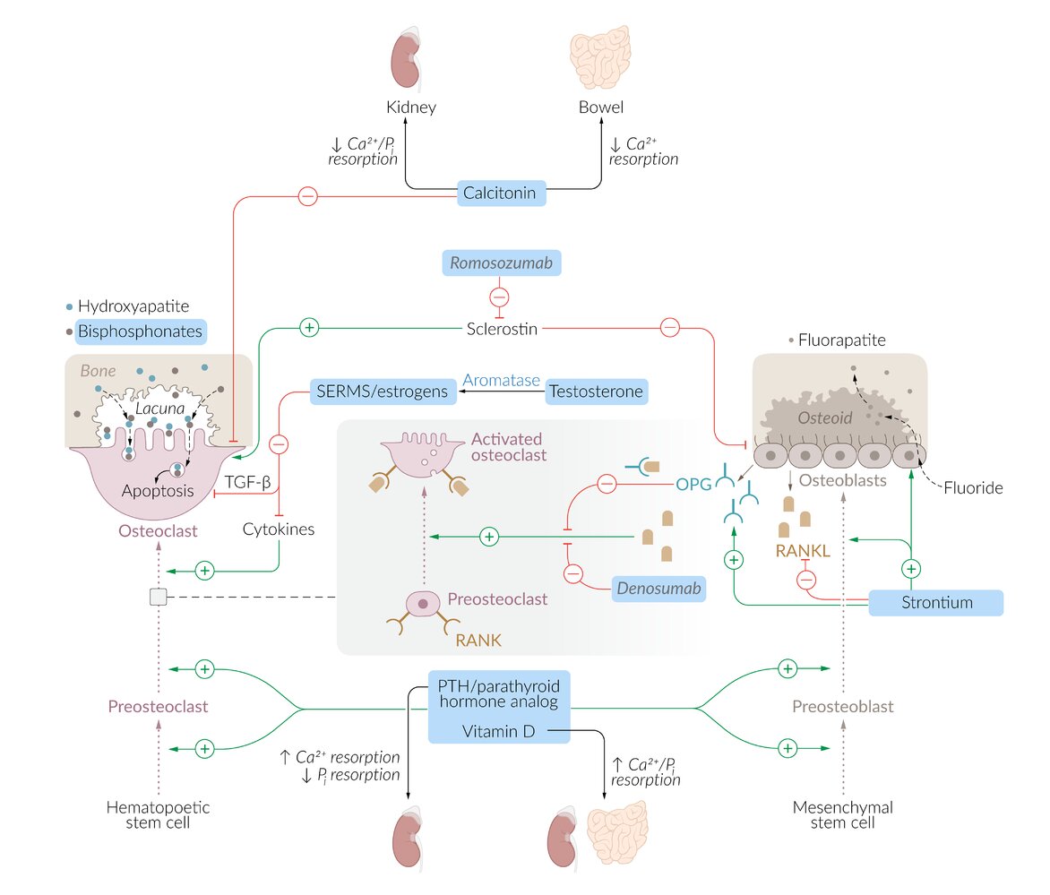 Mechanism of action: osteoporosis medication