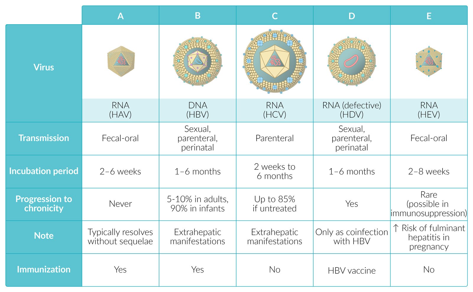 Overview of viral hepatitis