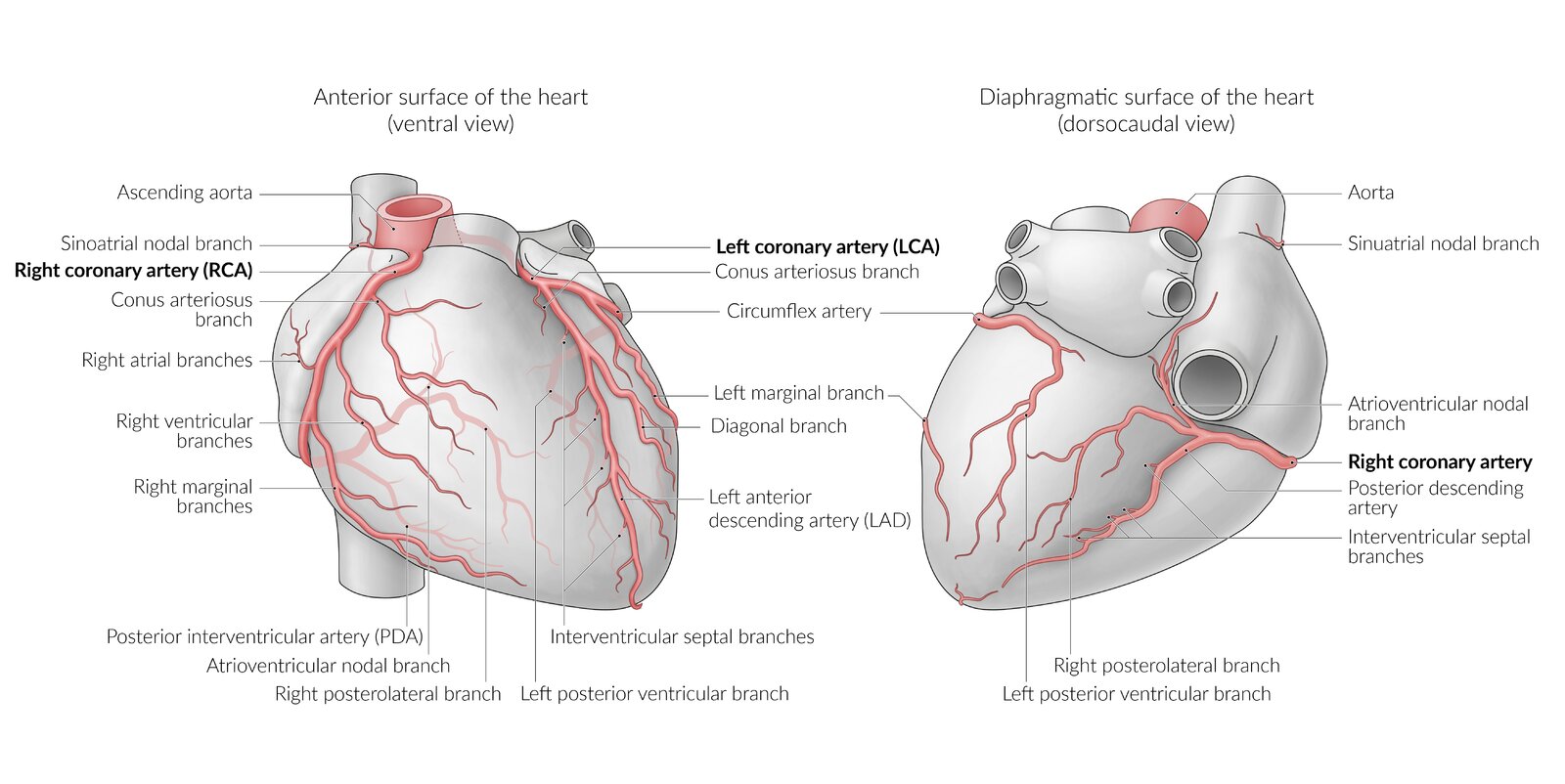 Illustration of the coronary arteries