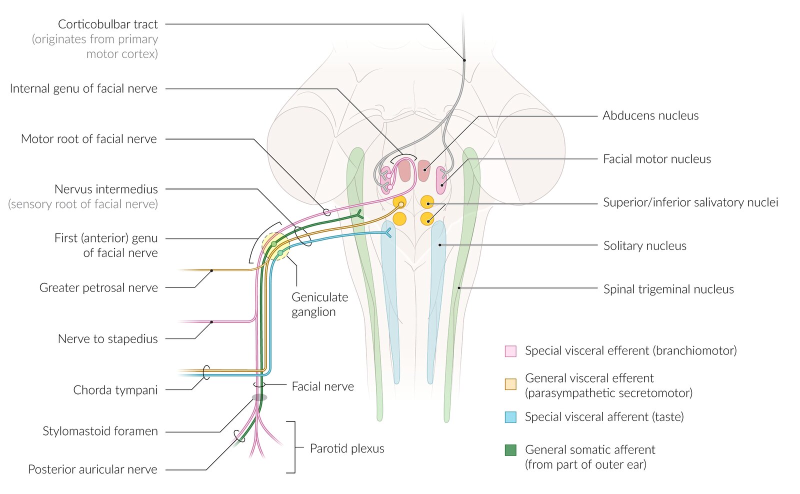Central connections of the facial motor nucleus and nerve fibers joining the facial nerve