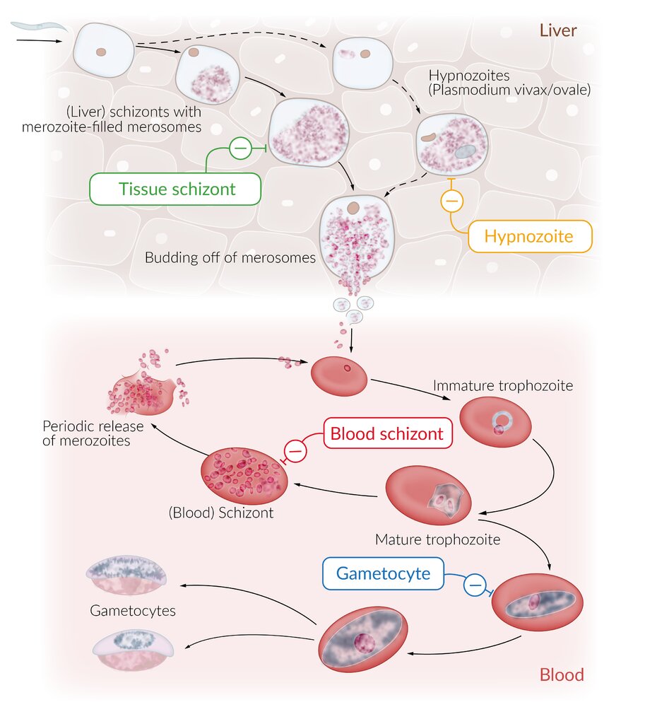 Targets of antimalarial drugs