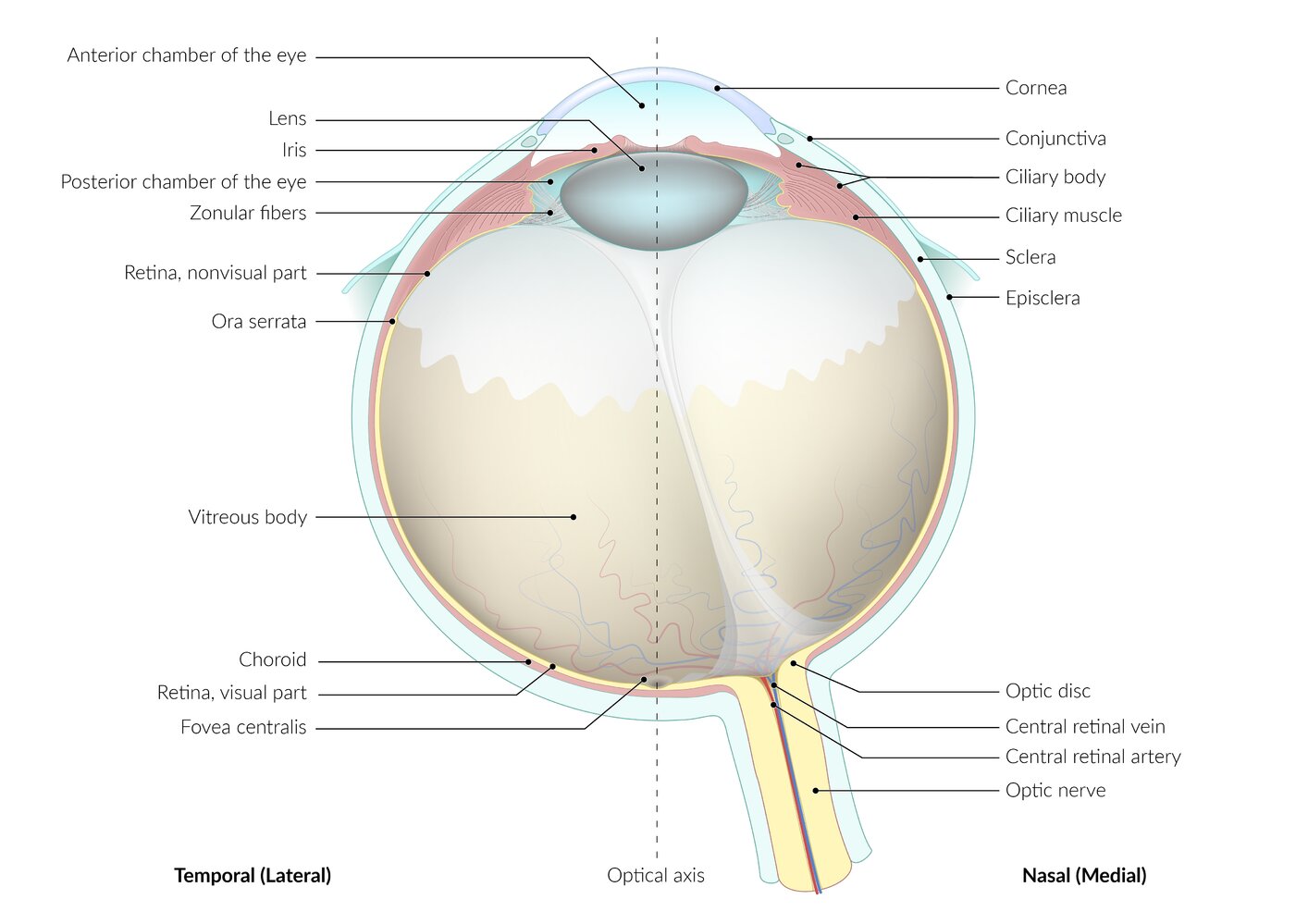Anatomy of the eye