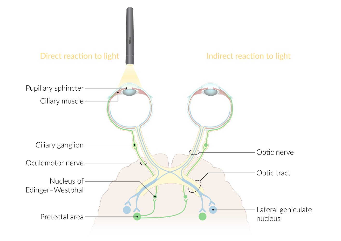 Pupillary light reflex