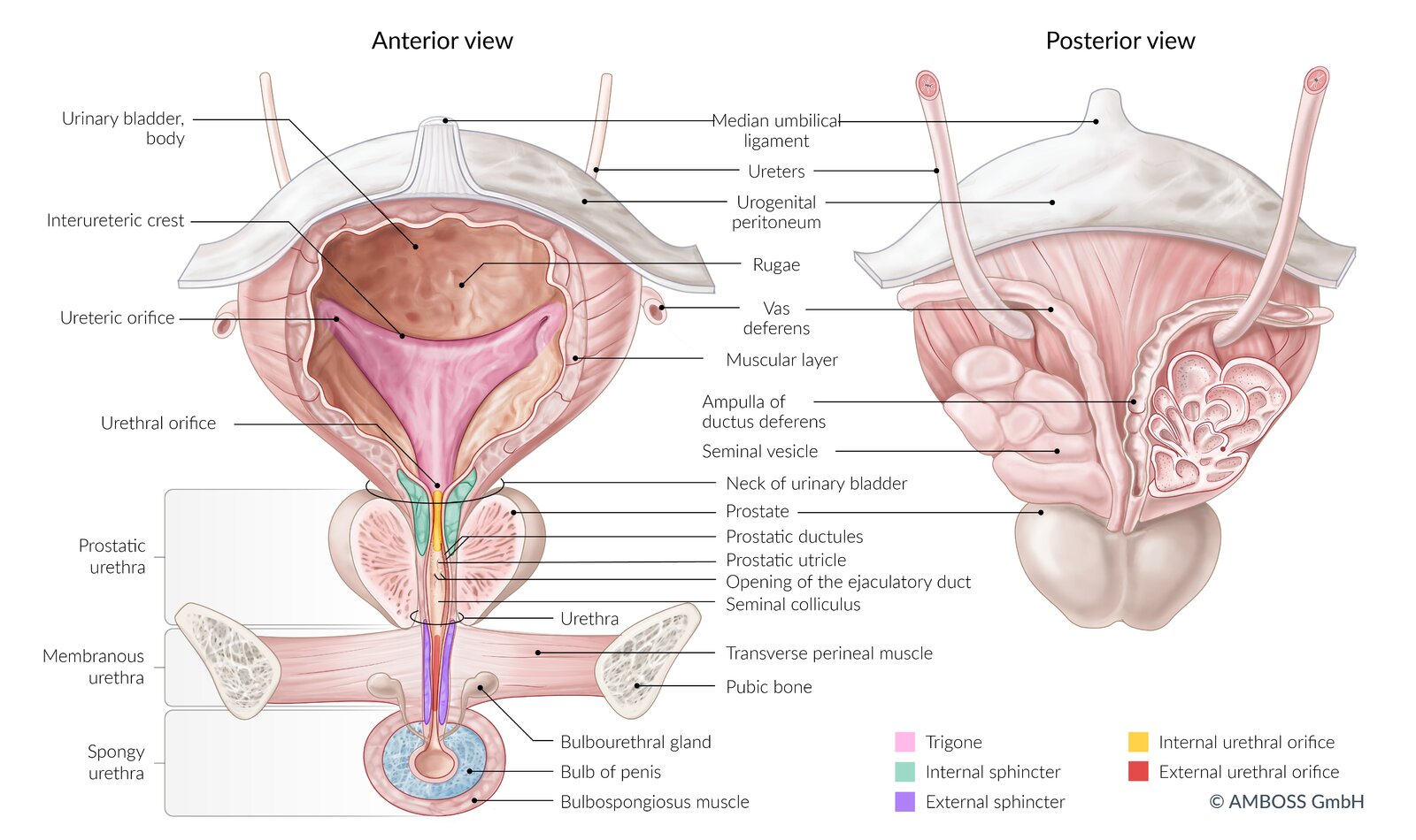Urinary bladder (male)